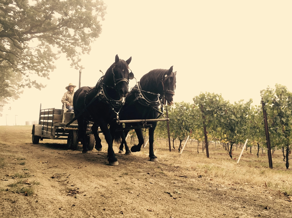 7:00pm Tasting with Illahe Vinyards